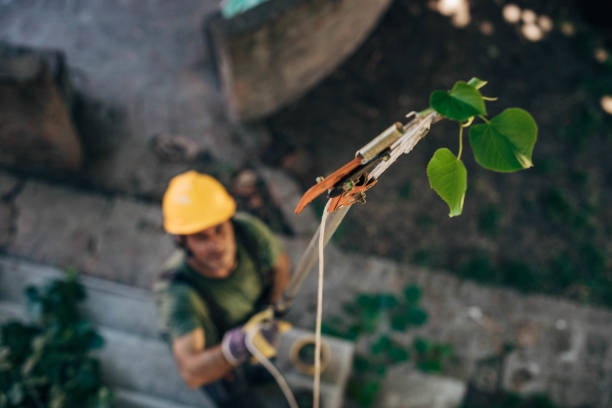 How Our Tree Care Process Works  in  Jackson, SC